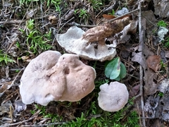 Phellodon violascens