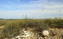 Roepera lichtensteiniana