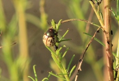 Leptinotarsa lineolata