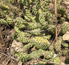 Opuntia fragilis
