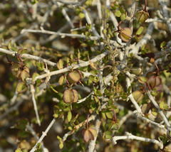 Roepera lichtensteiniana