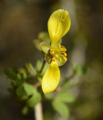 Roepera lichtensteiniana