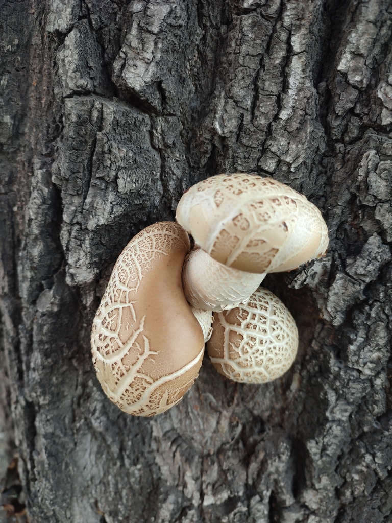 Cyclocybe cylindracea · September 2021 · photo: © matiasc (iNaturalist, cc-by-nc)