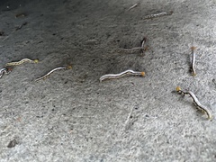 Pericyma cruegeri