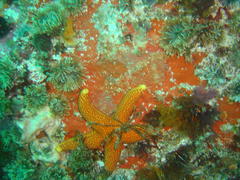Fromia schultzei