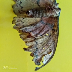 Copaxa lavenderohidalgensis