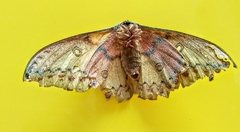 Copaxa lavenderohidalgensis