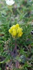 Oxytropis dinarica