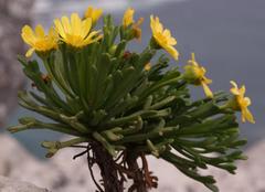 Euryops indecorus
