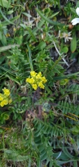 Oxytropis dinarica