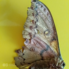 Copaxa lavenderohidalgensis