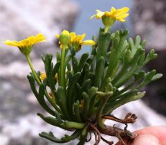 Euryops indecorus