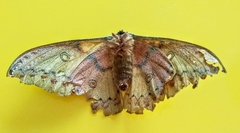 Copaxa lavenderohidalgensis