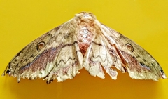 Copaxa lavenderohidalgensis