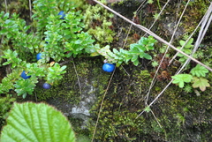 Gaultheria trichophylla