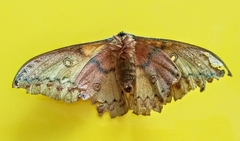 Copaxa lavenderohidalgensis