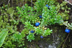 Gaultheria trichophylla