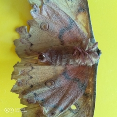 Copaxa lavenderohidalgensis