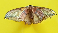 Copaxa lavenderohidalgensis