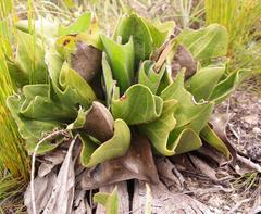 Mairia coriacea