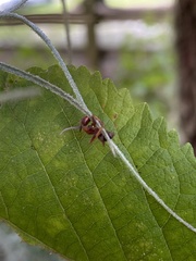 Ophiocordyceps camponoti-floridani