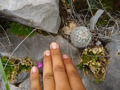 Escobaria dasyacantha