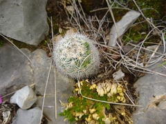 Escobaria dasyacantha