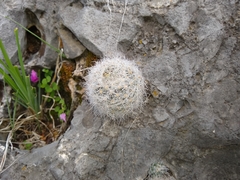 Escobaria dasyacantha