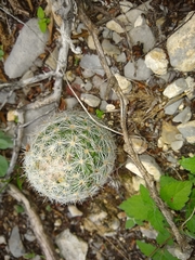 Escobaria dasyacantha