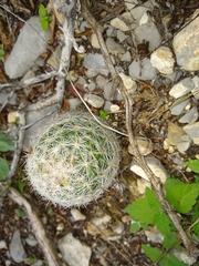 Escobaria dasyacantha