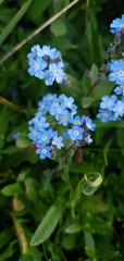 Myosotis alpestris suaveolens