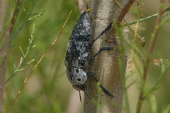 Capnodis miliaris