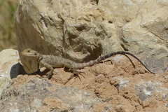 Laudakia nupta nupta