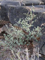 Commiphora glaucescens