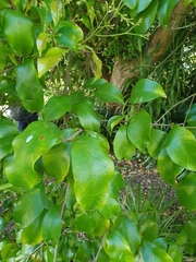 Syzygium smithii