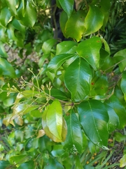 Syzygium smithii