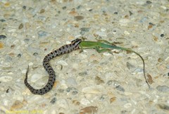 Sistrurus miliarius