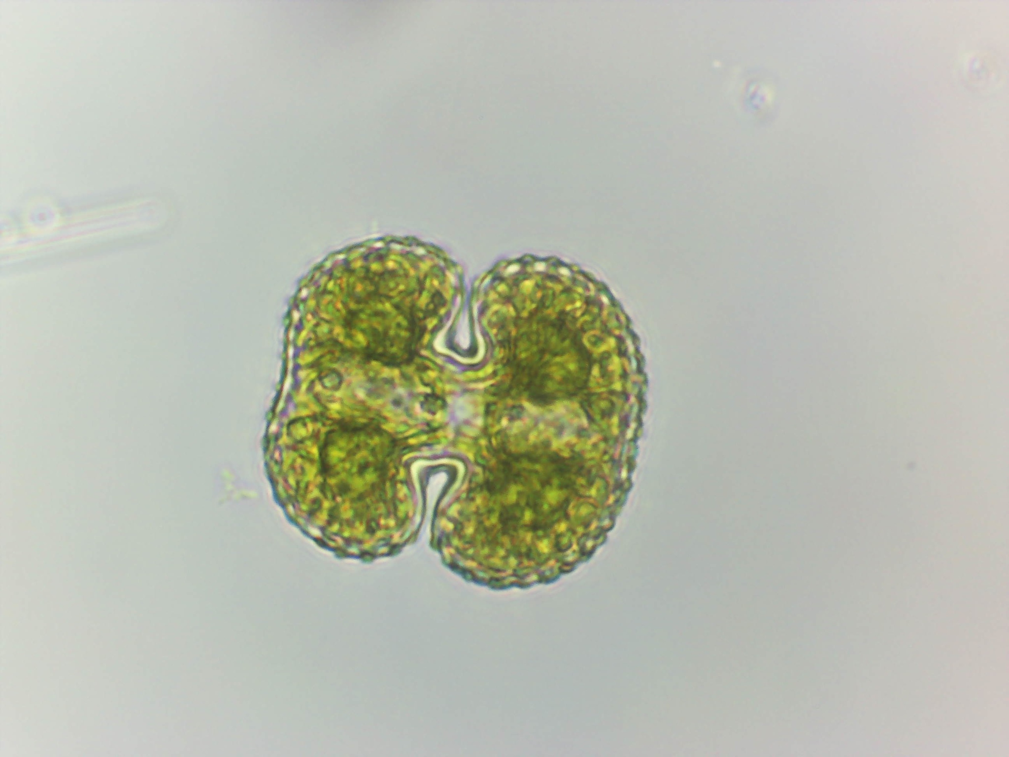 Cosmarium reniforme