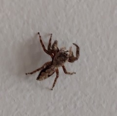 Platycryptus
