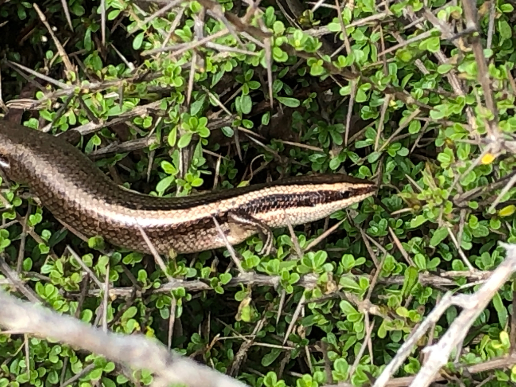 Anguilla Bank Skink