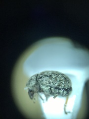 Trigonorhinus