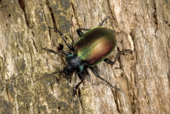 Calosoma sycophanta