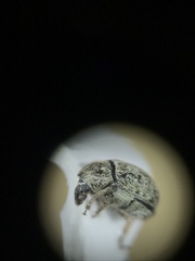 Trigonorhinus