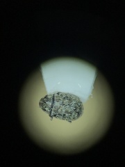 Trigonorhinus