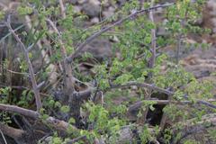 Commiphora saxicola