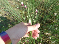 Baccharis juncea