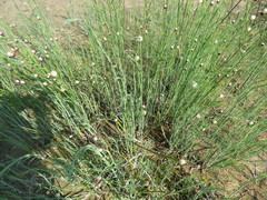 Baccharis juncea