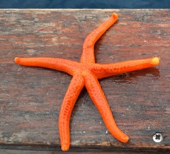 Echinasteridae