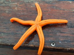 Echinasteridae
