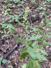 Solidago buckleyi